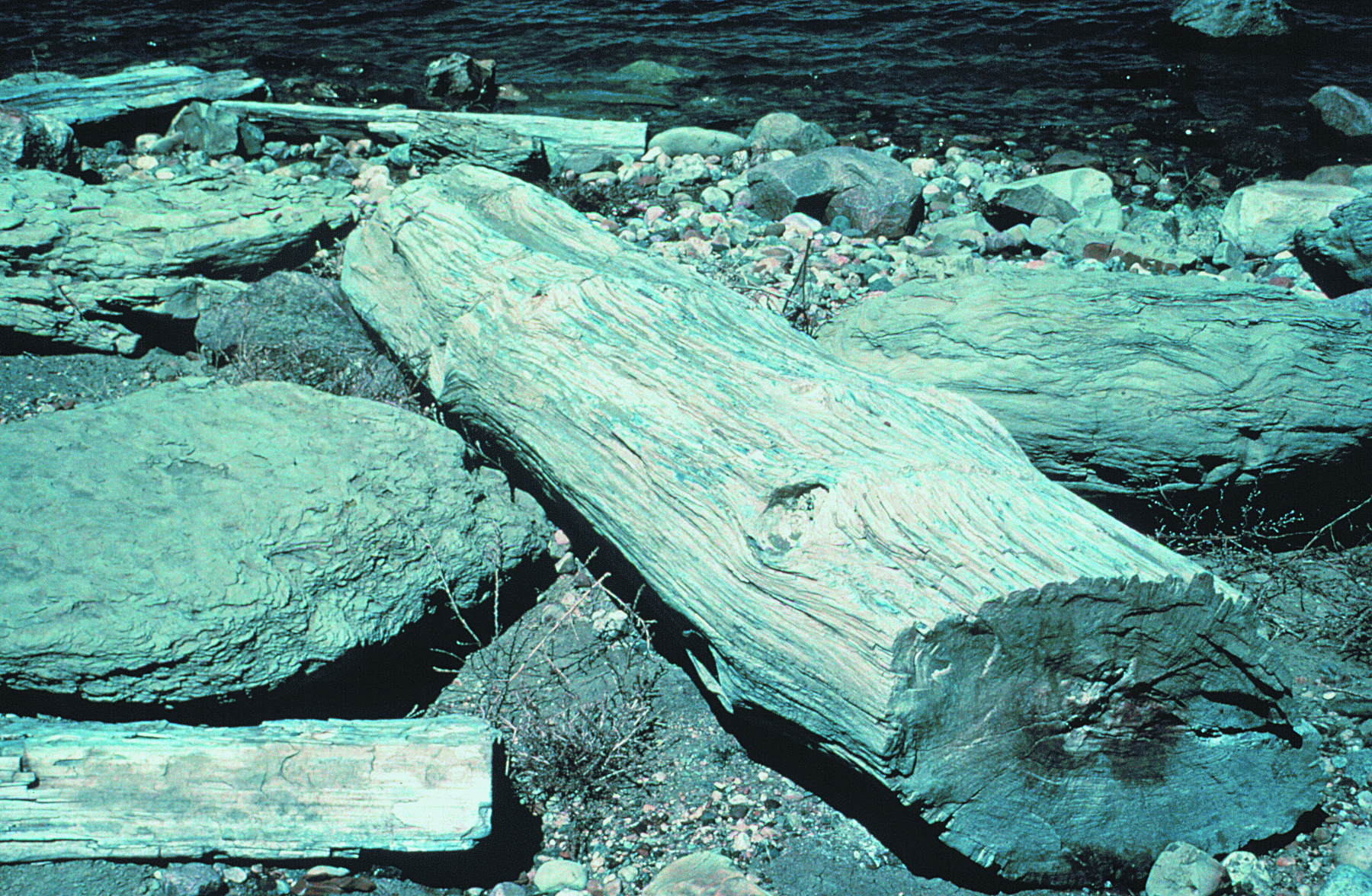 Petrified logs